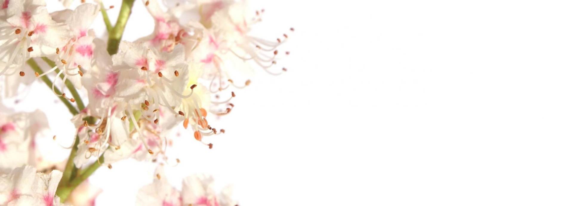 Nutrition Adriana Berrocal Medicina Integrativa